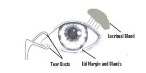 DryEyeSyndrome