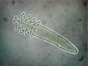 Demodex