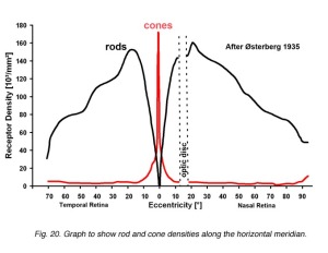 Rod and Cone Distribution