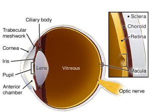 eye dilation