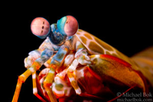 mantis shrimp