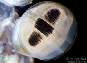 mantis shrimp eyes1