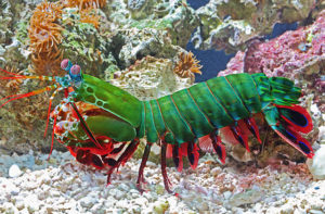 peacock mantis shrimp